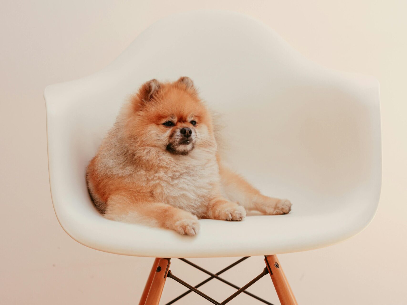 5 Tips for Creating a Pet-Friendly Home